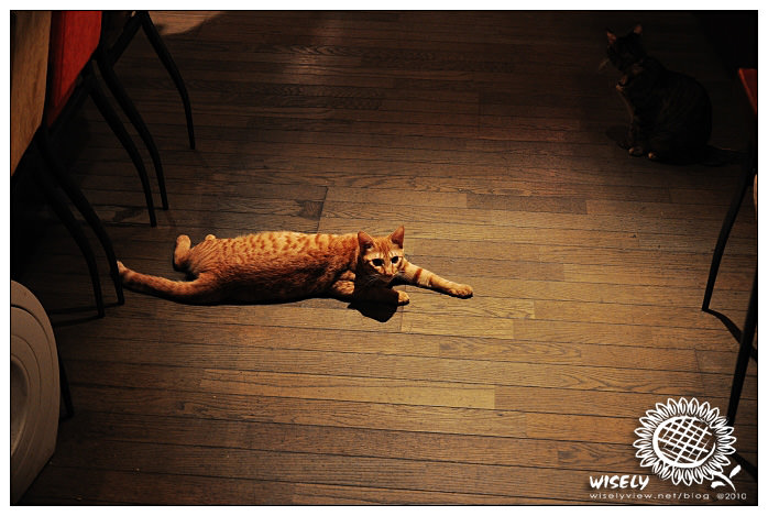 【攝影】2009.01.04 極簡咖啡廳貓咪隨拍(已歇業)