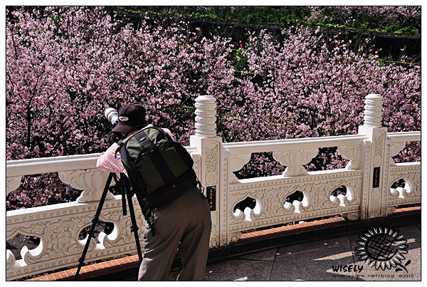 【隨拍】Nikon D90：台北淡水．無極天元宮吉野櫻櫻花 2010