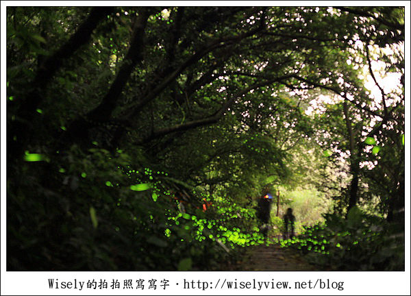 隨拍 台北 土城青雲路螢火蟲 拍攝技巧心得分享 Canon 5d2 雅聖鹹蛋糕食記 Wisely S 拍拍照寫寫字