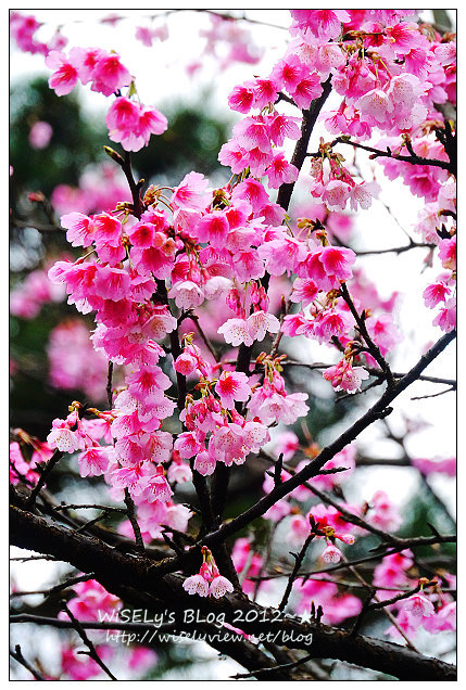 【隨拍】Panasonic Lumix GX1：2012寒櫻隨拍＠烏來花園新城、陽明山菁山路一帶、仰德大道花卉試驗中心，再過幾天花會開的更漂亮 (拍攝櫻花小技巧心得分享)