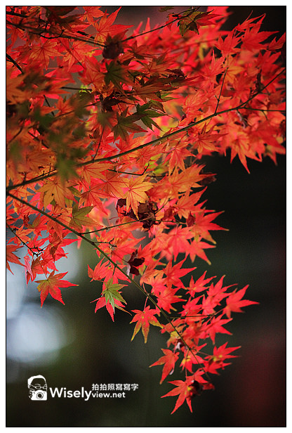 【遊記】賞楓景點：2013台中福壽山農場＠松盧楓紅遊拍(11/11)
