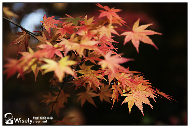 【遊記】賞楓景點：2013台中福壽山農場＠松盧楓紅遊拍(11/11)