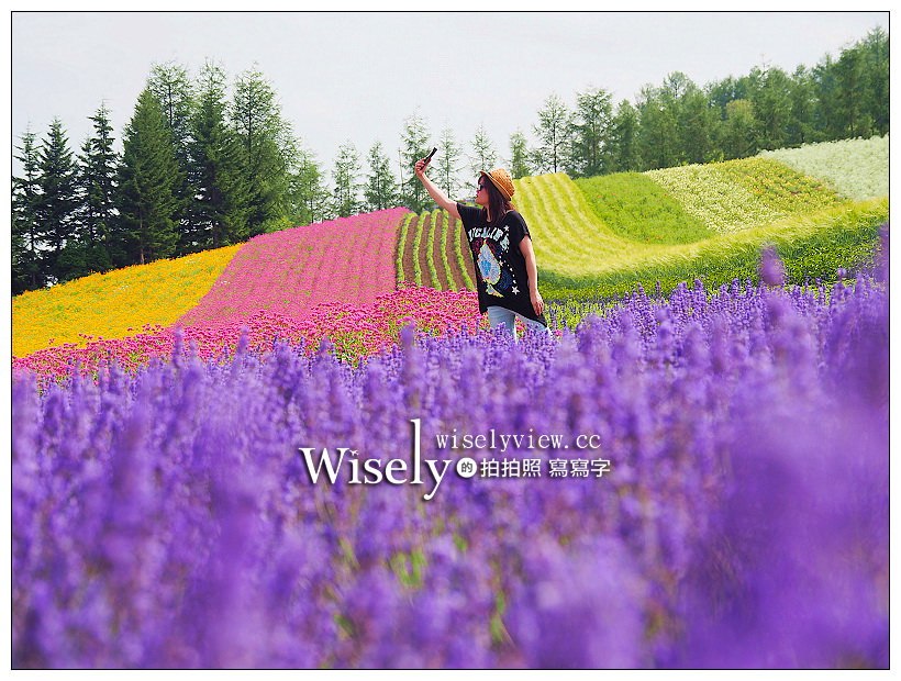 富良野。富田農場︱北海道最美麗大面積薰衣草花田，各類色彩花卉盡收眼底