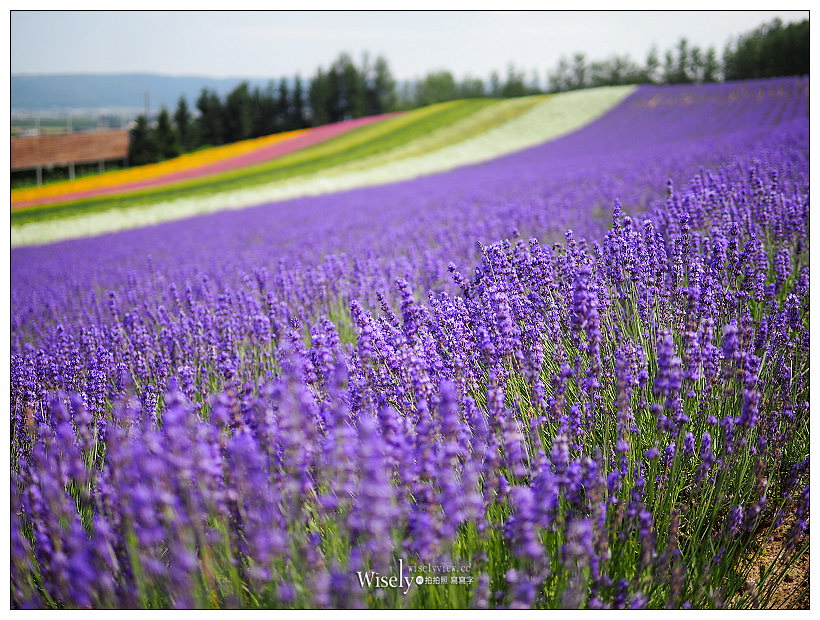 富良野。富田農場︱北海道最美麗大面積薰衣草花田，各類色彩花卉盡收眼底