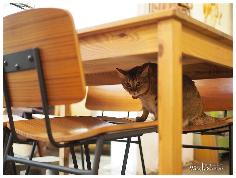 台北貓咖啡 Toast Chat︱東區國父紀念館不限時貓咪早午餐，提供WiFi插座