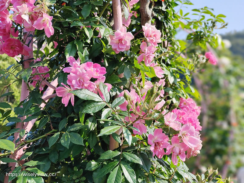 台北士林官邸。玫瑰園︱玫瑰花牆好吸睛，還有繡球花、彩色海芋與風鈴草～交通停車資訊
