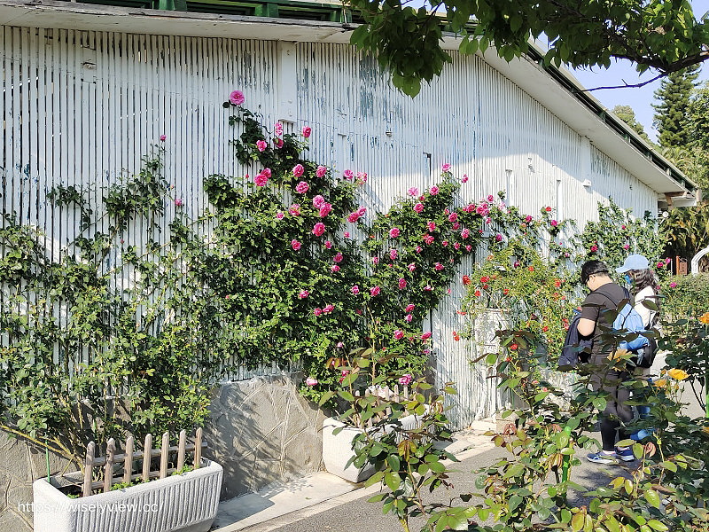 台北士林官邸。玫瑰園︱玫瑰花牆好吸睛，還有繡球花、彩色海芋與風鈴草～交通停車資訊
