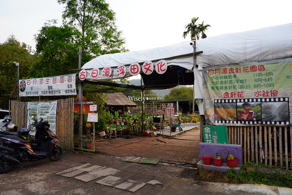 日月潭金針花園區︱南投頭社金針花海活盆地︱五月限定3公頃七彩金針花