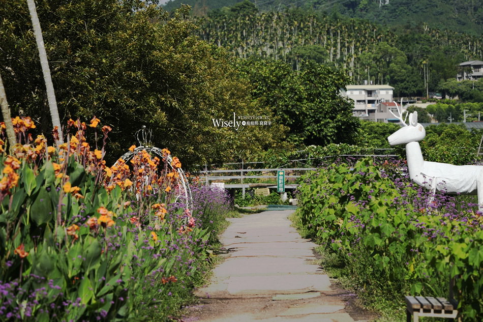 日月潭金針花園區︱南投頭社金針花海活盆地︱五月限定3公頃七彩金針花