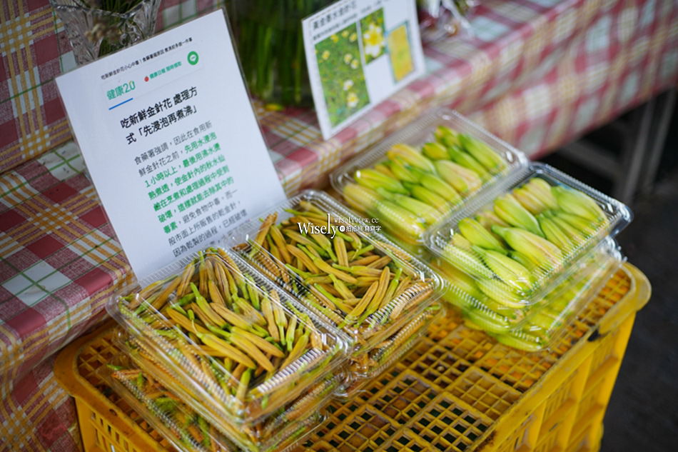 日月潭金針花園區︱南投頭社金針花海活盆地︱五月限定3公頃七彩金針花