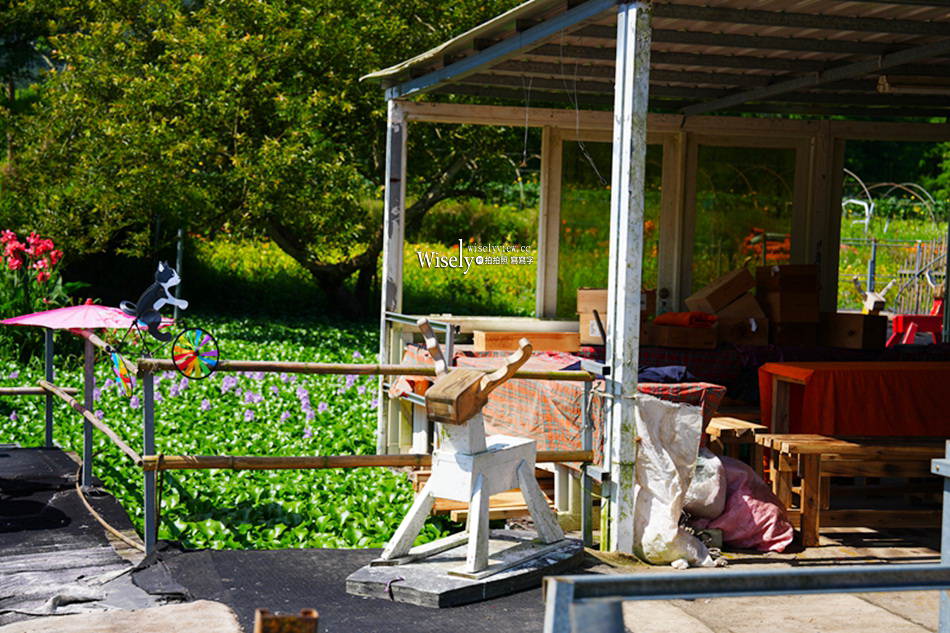 日月潭金針花園區︱南投頭社金針花海活盆地︱五月限定3公頃七彩金針花