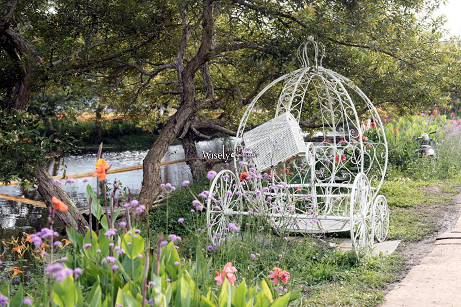 日月潭金針花園區︱南投頭社金針花海活盆地︱五月限定3公頃七彩金針花