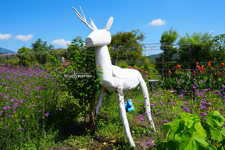 日月潭金針花園區︱南投頭社金針花海活盆地︱五月限定3公頃七彩金針花