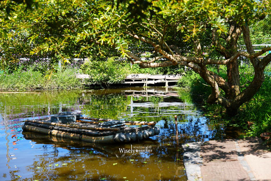 日月潭金針花園區︱南投頭社金針花海活盆地︱五月限定3公頃七彩金針花