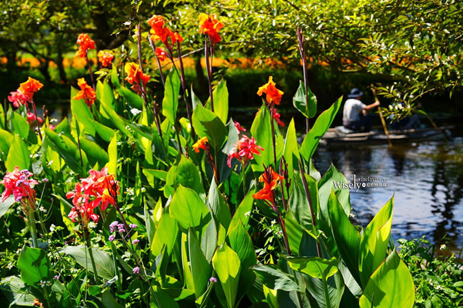 日月潭金針花園區︱南投頭社金針花海活盆地︱五月限定3公頃七彩金針花