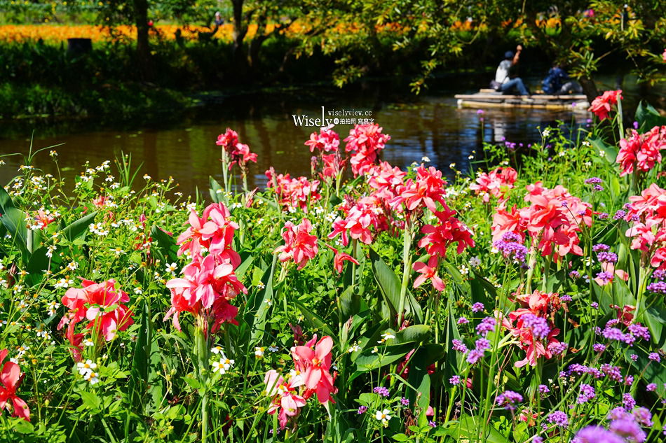 日月潭金針花園區︱南投頭社金針花海活盆地︱五月限定3公頃七彩金針花
