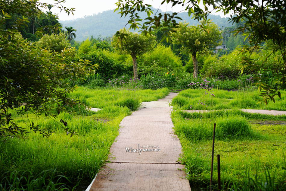日月潭金針花園區︱南投頭社金針花海活盆地︱五月限定3公頃七彩金針花