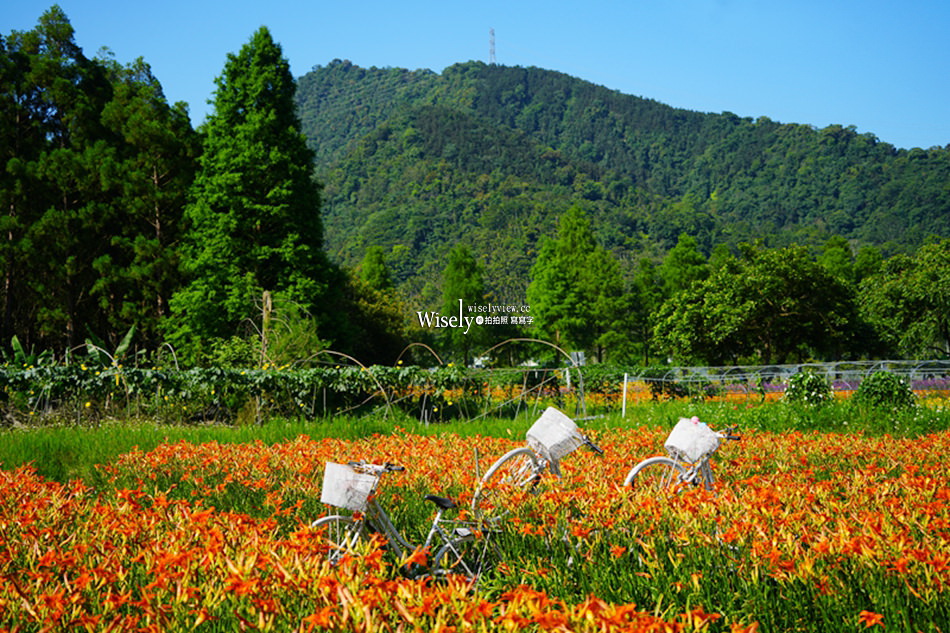 日月潭金針花園區︱南投頭社金針花海活盆地︱五月限定3公頃七彩金針花