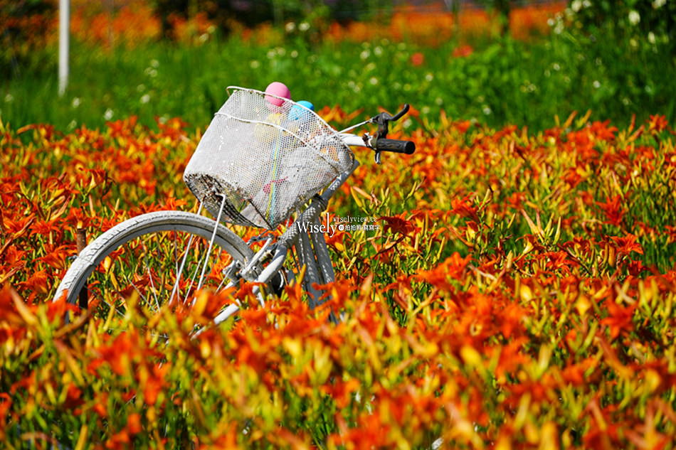 日月潭金針花園區︱南投頭社金針花海活盆地︱五月限定3公頃七彩金針花