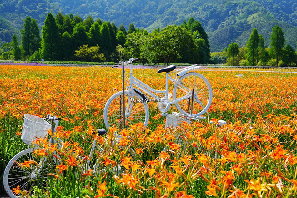 日月潭金針花園區︱南投頭社金針花海活盆地︱五月限定3公頃七彩金針花