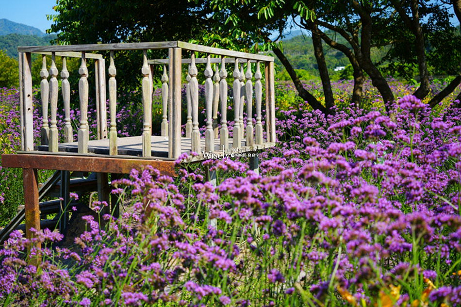 日月潭金針花園區︱南投頭社金針花海活盆地︱五月限定3公頃七彩金針花