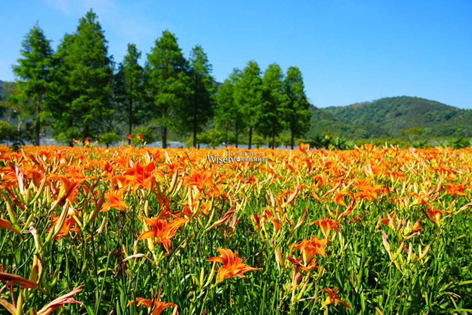 日月潭金針花園區︱南投頭社金針花海活盆地︱五月限定3公頃七彩金針花