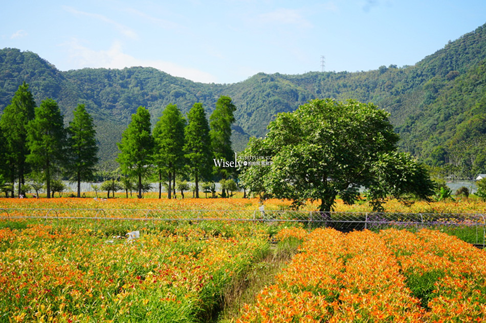 日月潭金針花園區︱南投頭社金針花海活盆地︱五月限定3公頃七彩金針花
