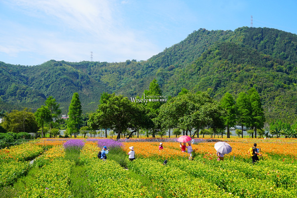 日月潭金針花園區︱南投頭社金針花海活盆地︱五月限定3公頃七彩金針花