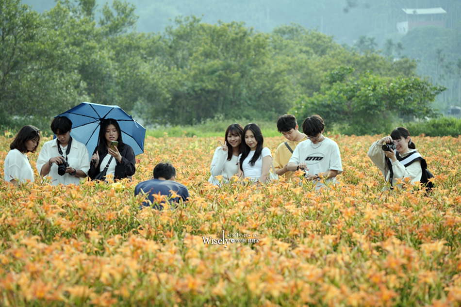 日月潭金針花園區︱南投頭社金針花海活盆地︱五月限定3公頃七彩金針花