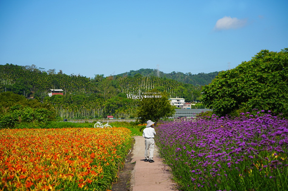 日月潭金針花園區︱南投頭社金針花海活盆地︱五月限定3公頃七彩金針花