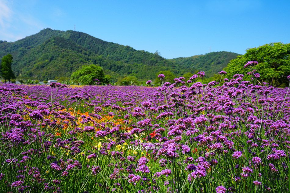 日月潭金針花園區︱南投頭社金針花海活盆地︱五月限定3公頃七彩金針花