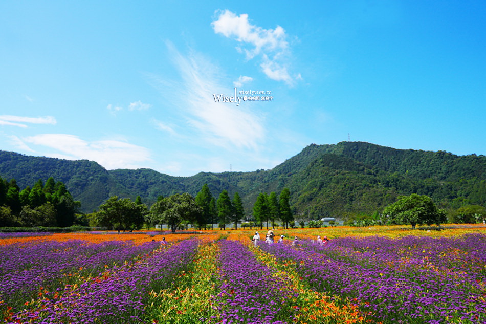 日月潭金針花園區︱南投頭社金針花海活盆地︱五月限定3公頃七彩金針花
