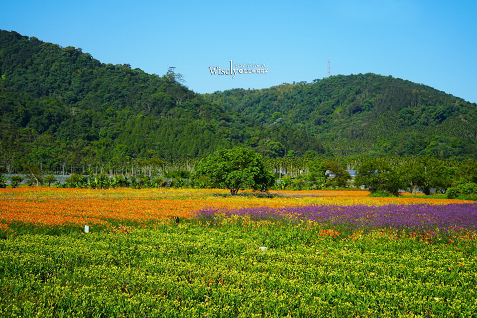 日月潭金針花園區︱南投頭社金針花海活盆地︱五月限定3公頃七彩金針花
