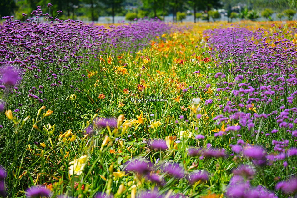 日月潭金針花園區︱南投頭社金針花海活盆地︱五月限定3公頃七彩金針花