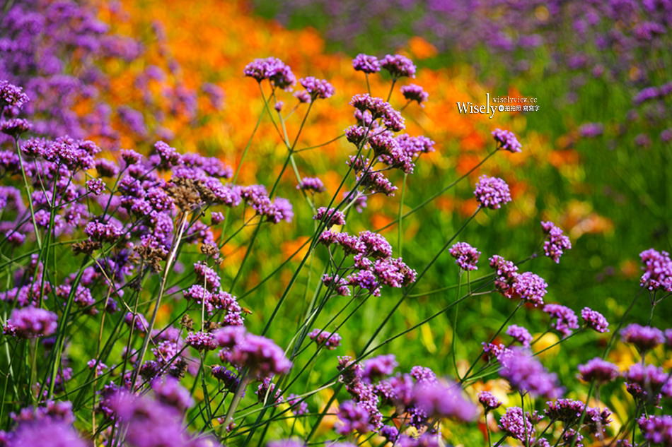 日月潭金針花園區︱南投頭社金針花海活盆地︱五月限定3公頃七彩金針花