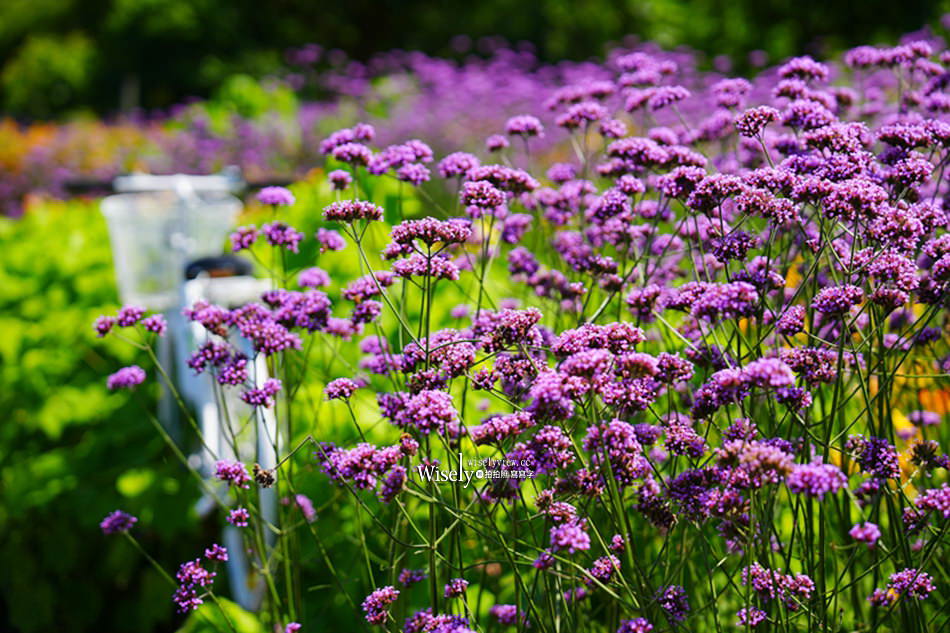日月潭金針花園區︱南投頭社金針花海活盆地︱五月限定3公頃七彩金針花