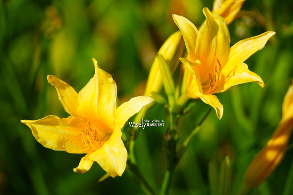 日月潭金針花園區︱南投頭社金針花海活盆地︱五月限定3公頃七彩金針花