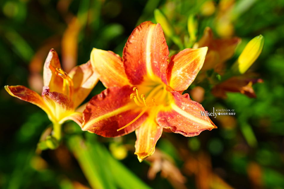 日月潭金針花園區︱南投頭社金針花海活盆地︱五月限定3公頃七彩金針花