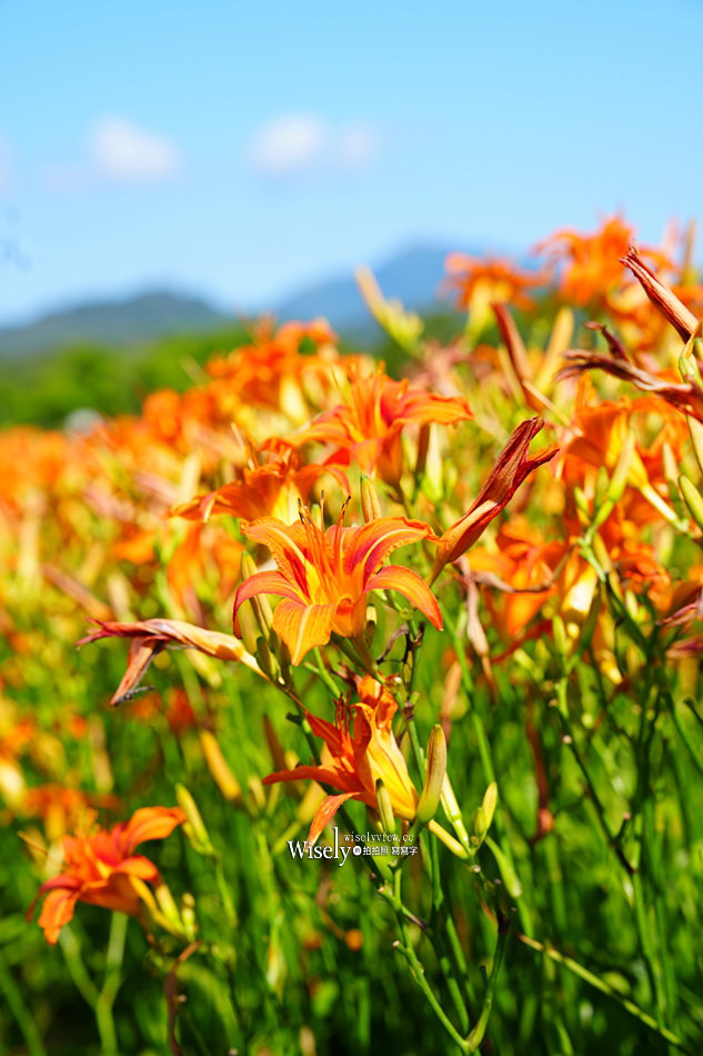 日月潭金針花園區︱南投頭社金針花海活盆地︱五月限定3公頃七彩金針花