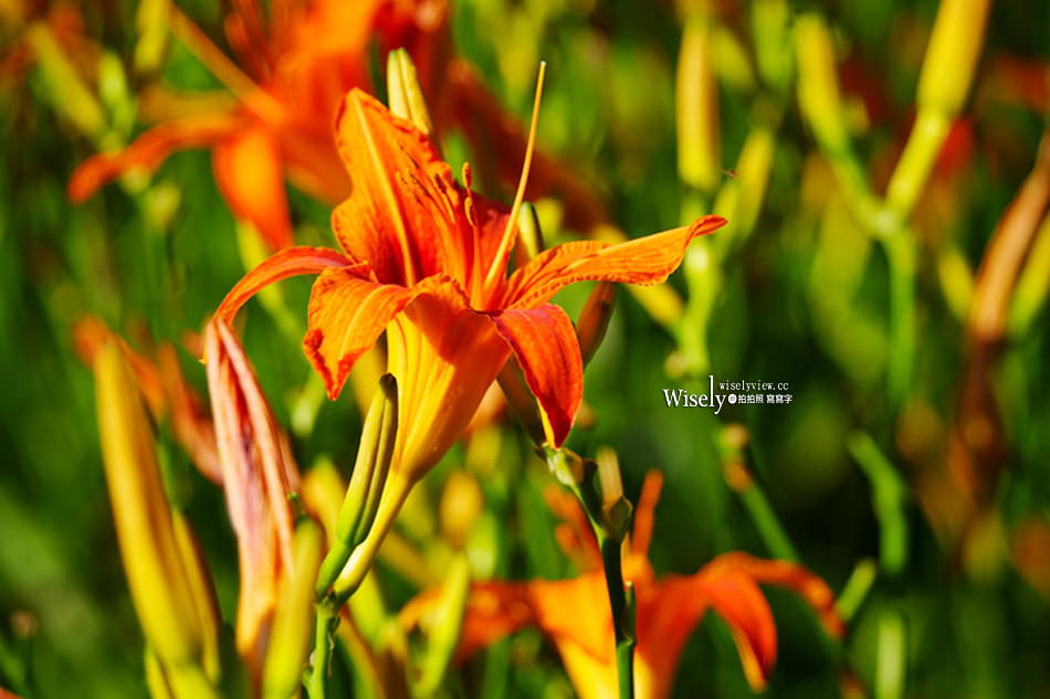 日月潭金針花園區︱南投頭社金針花海活盆地︱五月限定3公頃七彩金針花