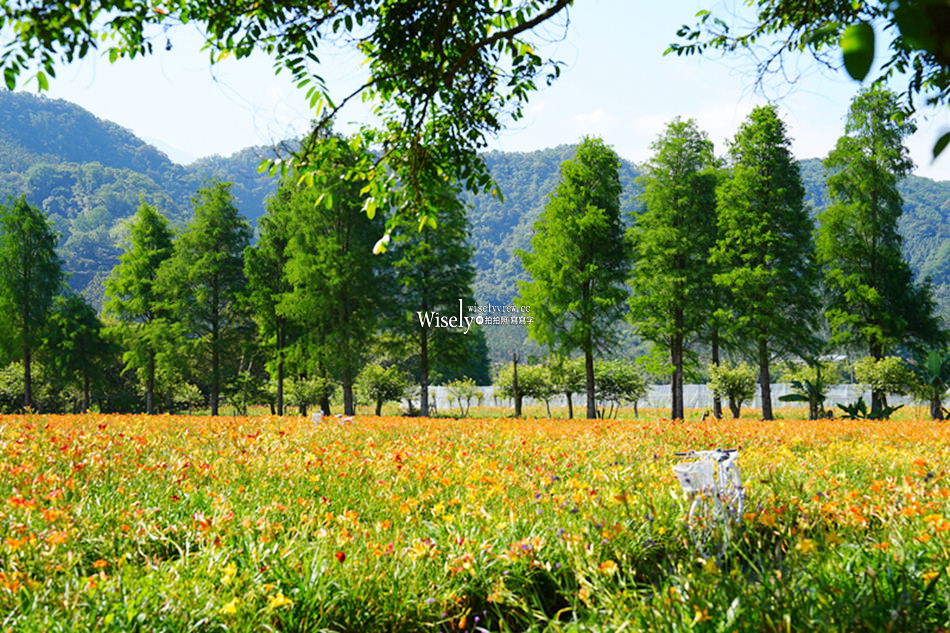 日月潭金針花園區︱南投頭社金針花海活盆地︱五月限定3公頃七彩金針花