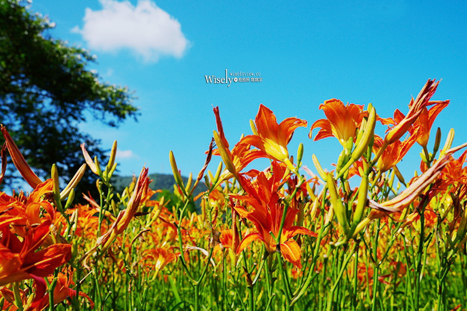 日月潭金針花園區︱南投頭社金針花海活盆地︱五月限定3公頃七彩金針花