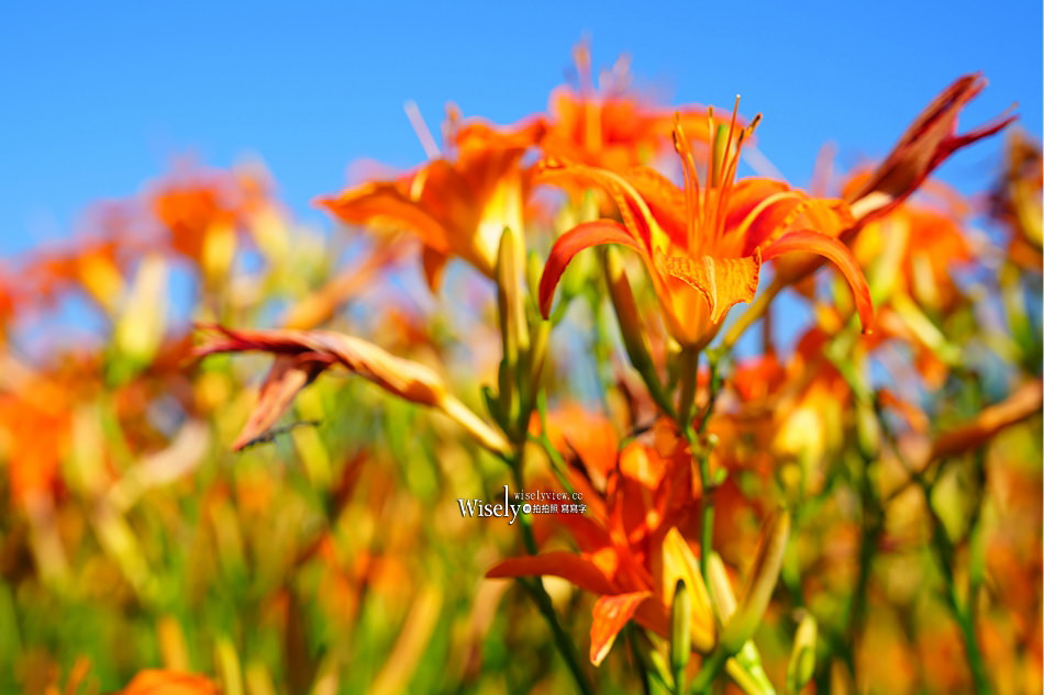 日月潭金針花園區︱南投頭社金針花海活盆地︱五月限定3公頃七彩金針花