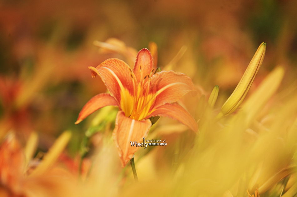 日月潭金針花園區︱南投頭社金針花海活盆地︱五月限定3公頃七彩金針花