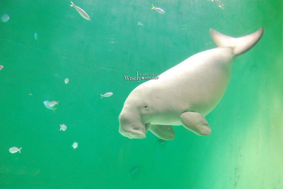 遠雄海洋公園 x 日本鳥羽水族館︱攜手花蓮23家觀光單位串聯玩好康 遠雄海洋公園 x 日本鳥羽水族館︱攜手花蓮23家觀光單位串聯玩好康