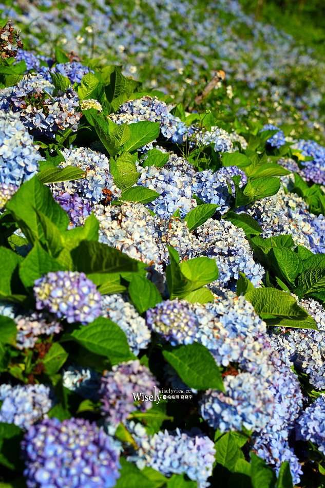 宜蘭頭城繡球花景點︱北宜石牌縣界公園︱九彎十八拐遠眺蘭陽平原&龜山島 宜蘭頭城繡球花景點︱北宜石牌縣界公園︱九彎十八拐遠眺蘭陽平原&龜山島