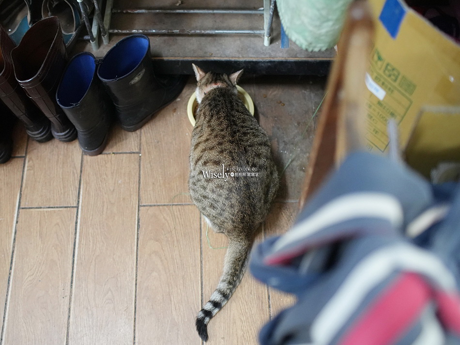 礁溪 劉家早點︱粉漿蛋餅.奶油脆皮.豆漿咖啡.煎肉包︱宜蘭貓餐廳
