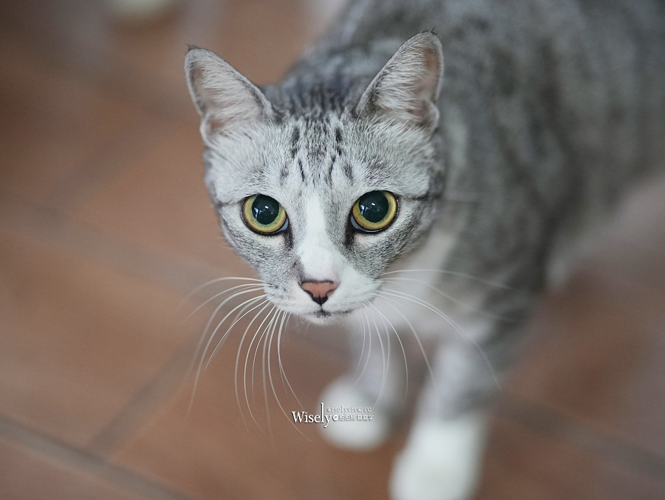 礁溪 劉家早點︱粉漿蛋餅.奶油脆皮.豆漿咖啡.煎肉包︱宜蘭貓餐廳