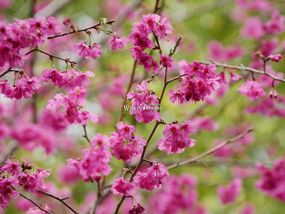 沁香鍋物 2.0 悟空探香｜西遊記主題限定調香暖鍋｜力麗馬告生態園區