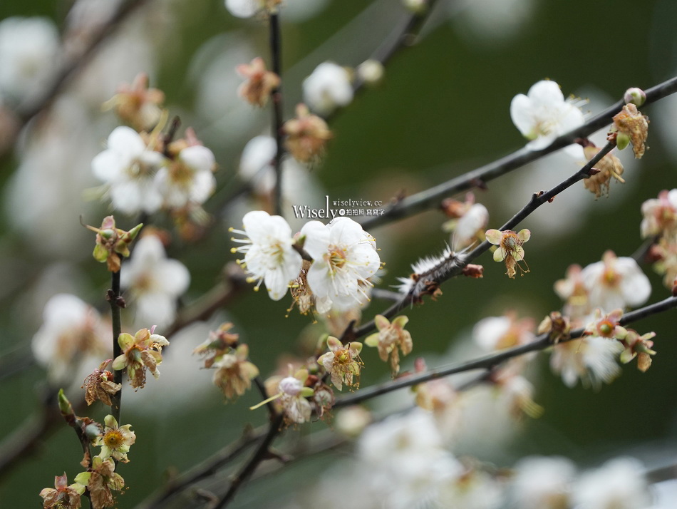沁香鍋物 2.0 悟空探香｜西遊記主題限定調香暖鍋｜力麗馬告生態園區
